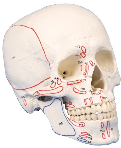 [23061-01] ERLERZIMMER Skull Model with Muscle Markings 3-part