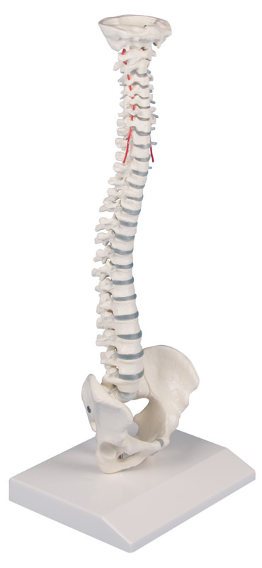 ERLERZIMMER Miniature Spine