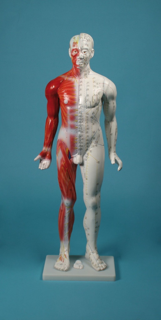 ERLERZIMMER Chinese Acupuncture Figure, 80 cm male