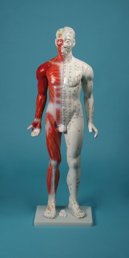 [23132-01] ERLERZIMMER Chinese Acupuncture Figure, 80 cm male