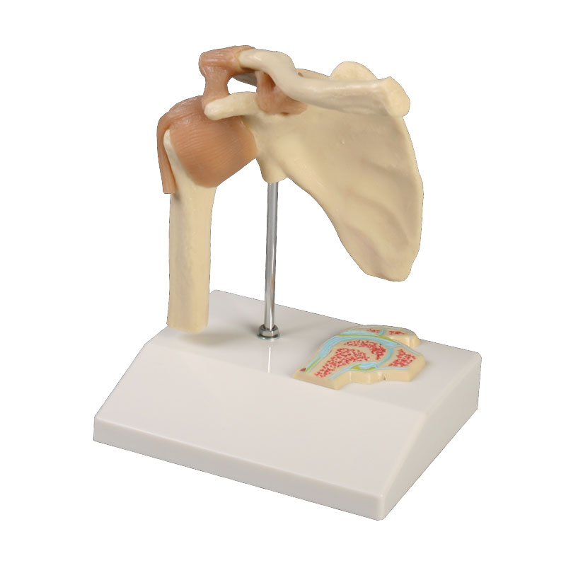 ERLERZIMMER Mini Shoulder Joint Model with Cross Section