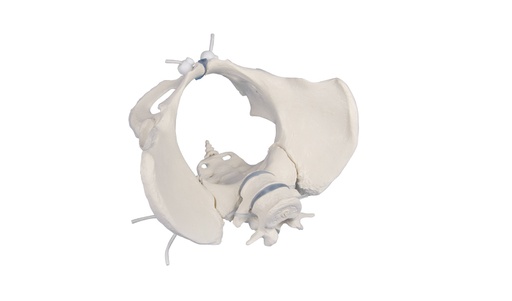 [23175-01] ERLERZIMMER Female Pelvis with 2 Lumbar Vertebrae, flexible