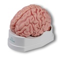 ERLERZIMMER Anatomical Brain Model, life-size, 5-part