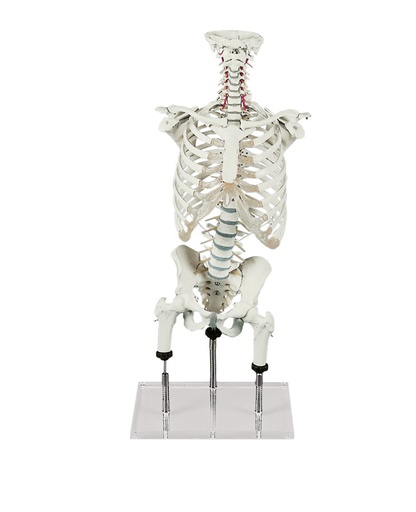 [23328-01] ERLERZIMMER Vertebral Column for Demonstration of Malpositions (acc. to Zilgrei)