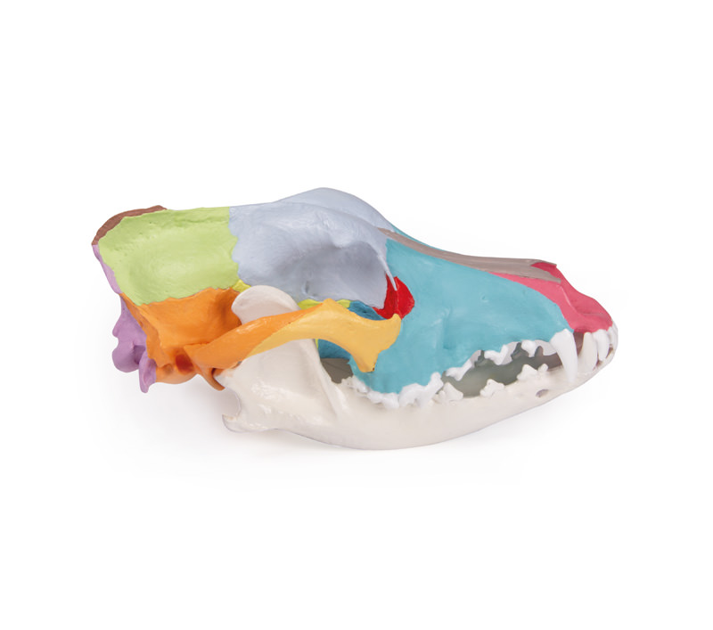 ERLERZIMMER Dog Skull with didactic painting
