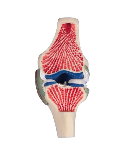[24312-01] ERLERZIMMER Joint Cross Section Model of the Knee