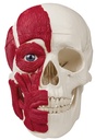 ERLERZIMMER Skull with Musculature