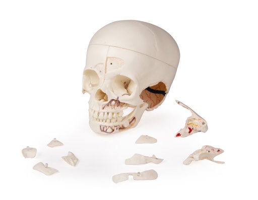 [24361-01] ERLERZIMMER Luxury Demonstration Child Skull; 14-part ; for advanced studies