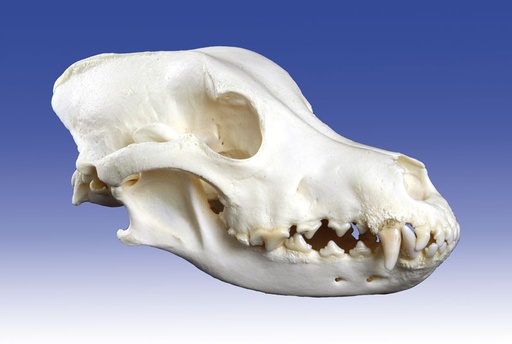 [24362-01] ERLERZIMMER Dog Skull small