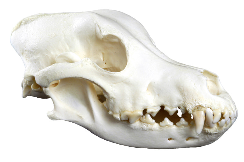 ERLERZIMMER Hundeschädel (Canis familiaris, Replika) Haushund groß