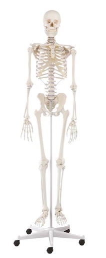 [24535-01] ERLERZIMMER Skeleton Willi