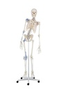 ERLERZIMMER Skeleton Toni, flexible with Ligaments