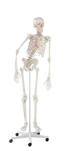 [24537-01] ERLERZIMMER Skeleton Peter