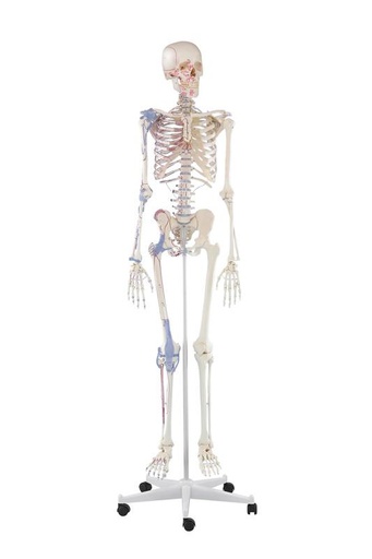 [24538-01] ERLERZIMMER Skeleton Bert