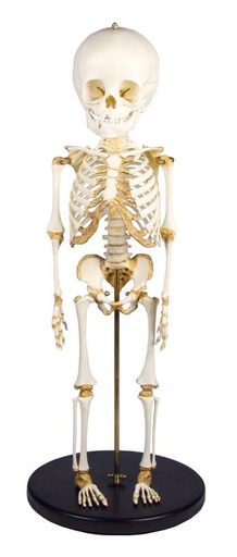[24540-01] ERLERZIMMER Child Skeleton 14 - 16 months