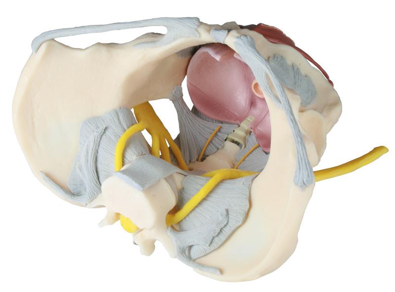 ERLERZIMMER Pelvis Model (female)