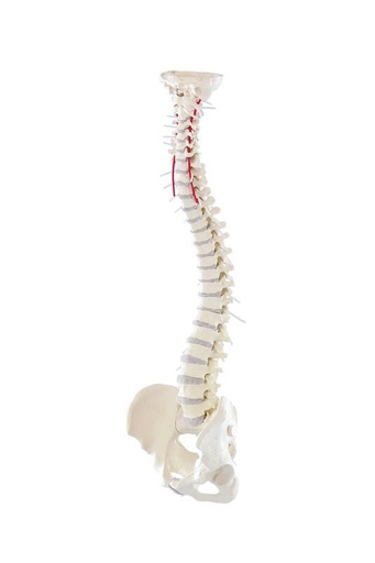 [24544-01] ERLERZIMMER Wirbelsäule mit Becken