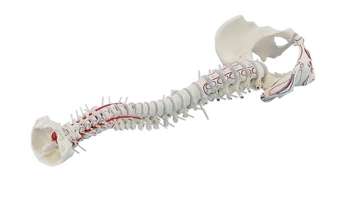 [24545-01] ERLERZIMMER Vertebral Column with Pelvis and