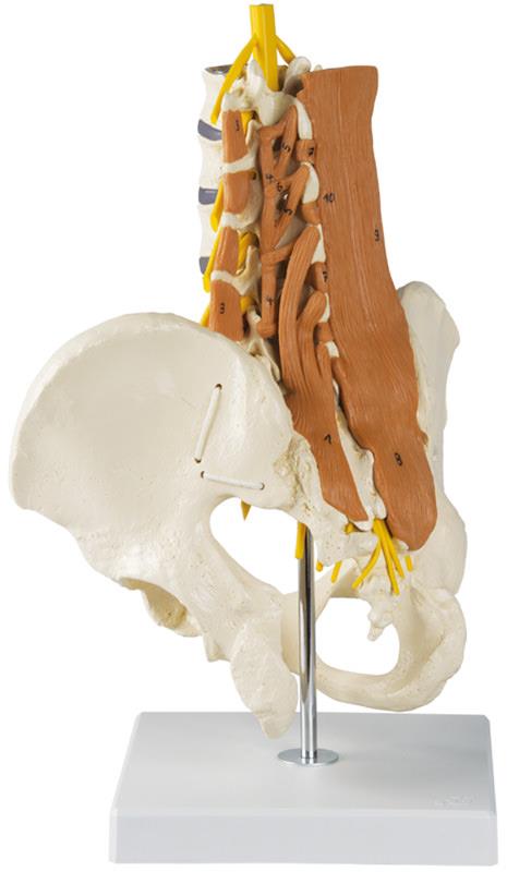 ERLERZIMMER Pelvis Model, Lumbar Spine with Lumbar Muscles