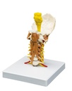 ERLERZIMMER Cervical Spine with Cervical Musculature