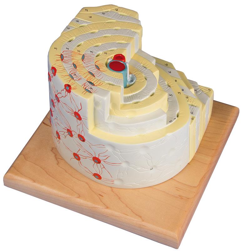 ERLERZIMMER Bone Structure Model, 500-times size