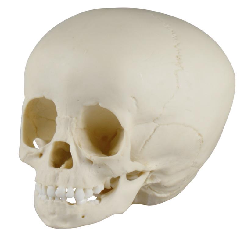 ERLERZIMMER Child Skull, 1 ½ years old