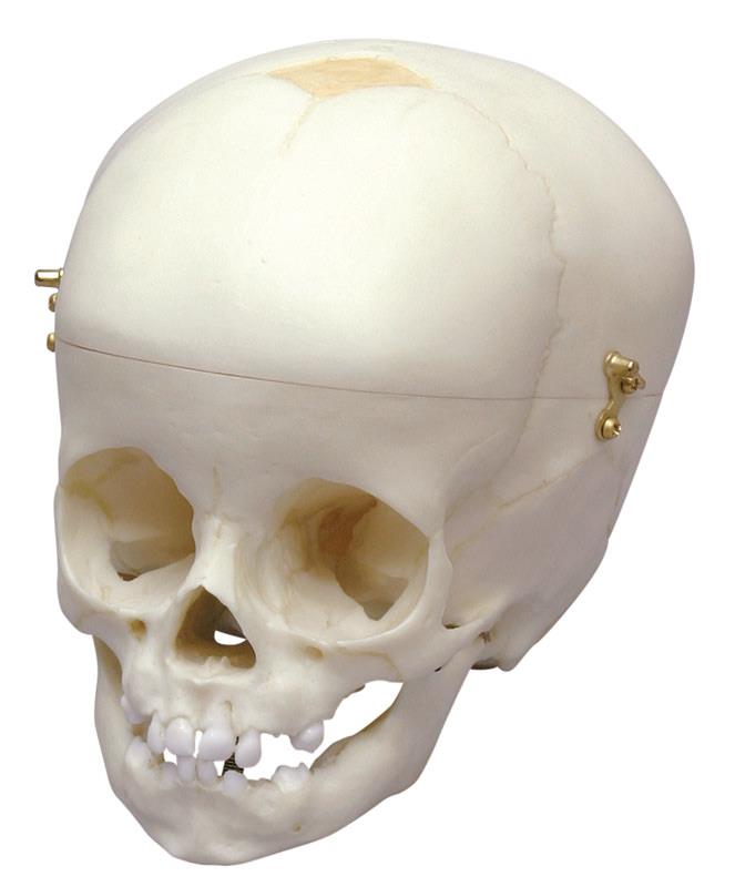 ERLERZIMMER Child Skull, 12 months