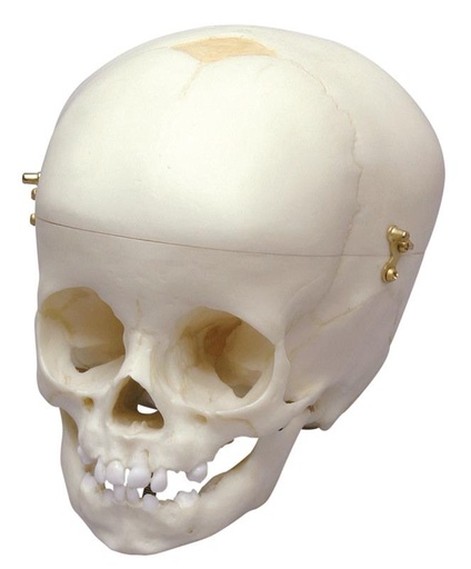 [24553-01] ERLERZIMMER Child Skull, 12 months