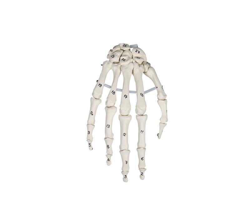 ERLERZIMMER Hand Skeleton with Bone Numbering