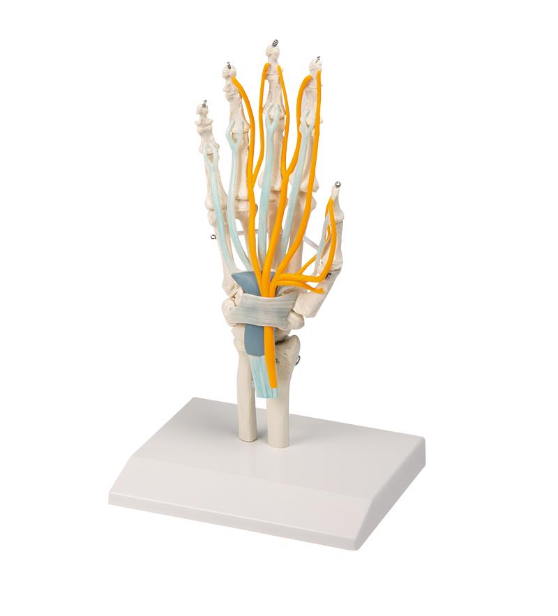 ERLERZIMMER Hand with Tendons, Nerves and Carpal Tunnel