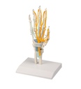 ERLERZIMMER Hand with Tendons, Nerves and Carpal Tunnel