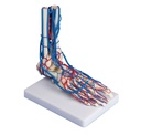 ERLERZIMMER Vascular Foot