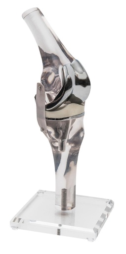 [24559-01] ERLERZIMMER Knee Model with Endoprosthesis