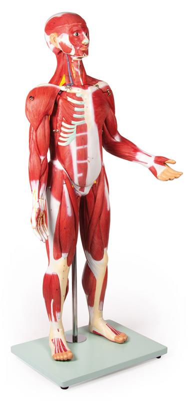 ERLERZIMMER Muscle Figure 30 Parts