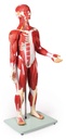 ERLERZIMMER Muskelfigur 30 Teile