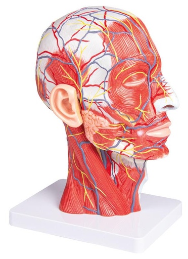 [24563-01] ERLERZIMMER Head Half, natural size