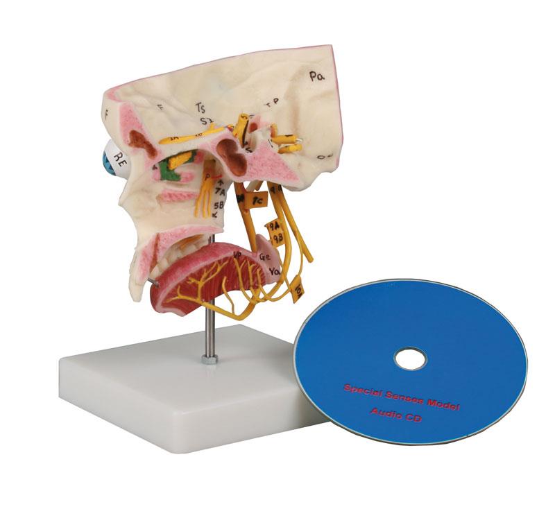 ERLERZIMMER Sense Organ Model