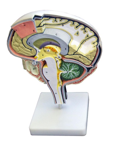 [24565-01] ERLERZIMMER Brain Section