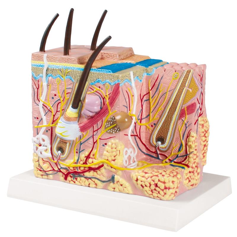 ERLERZIMMER Skin Block Model - EZ Augmented Anatomy