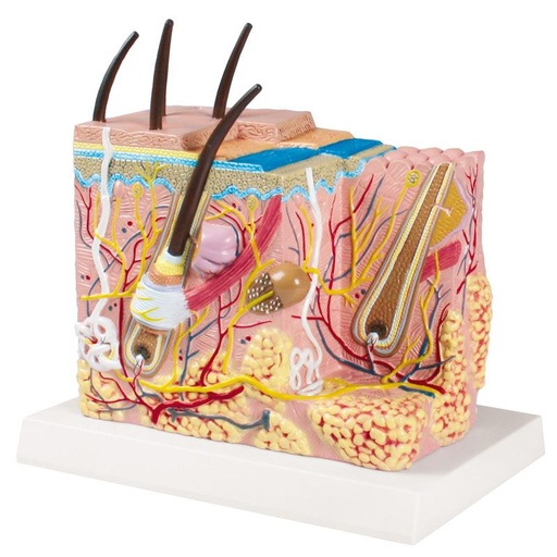 [24566-01] ERLERZIMMER Haut Blockmodell - EZ Augmented Anatomy