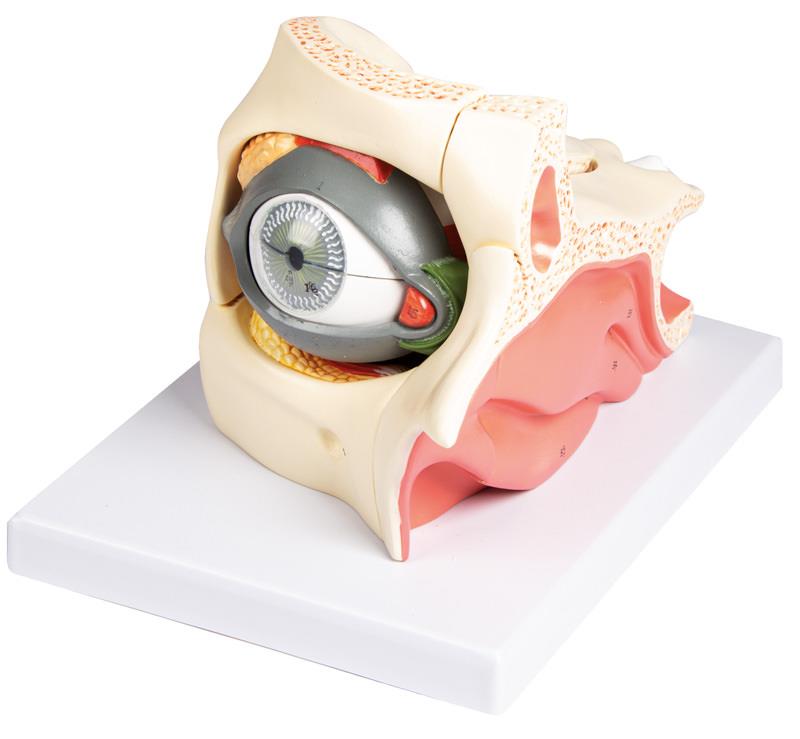 ERLERZIMMER Eye with Orbit and Eyelid