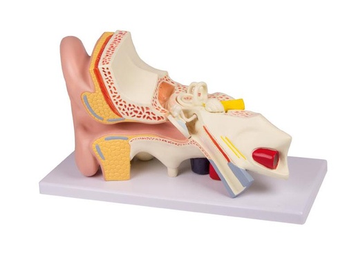 [24571-01] ERLERZIMMER Ear Model