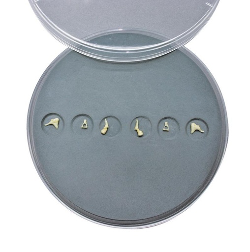 [24572-01] ERLERZIMMER Auditory Ossicles Set
