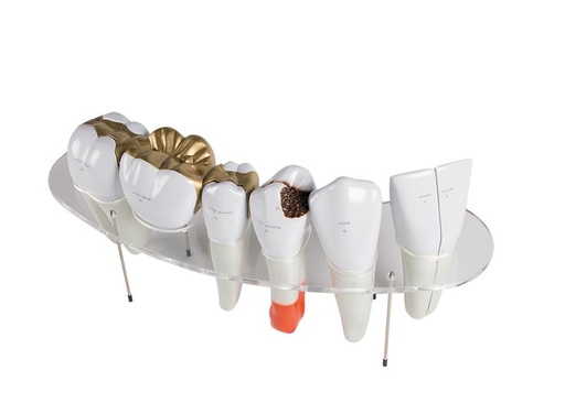 [24575-01] ERLERZIMMER Denture Model, 7-part, 10-times size