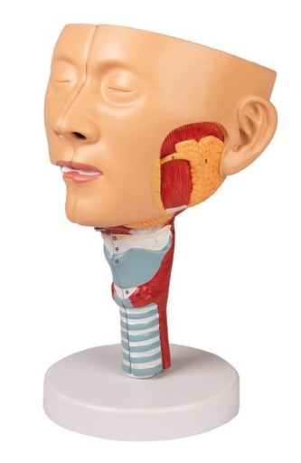 [24576-01] ERLERZIMMER Head with Pharynx and Larynx