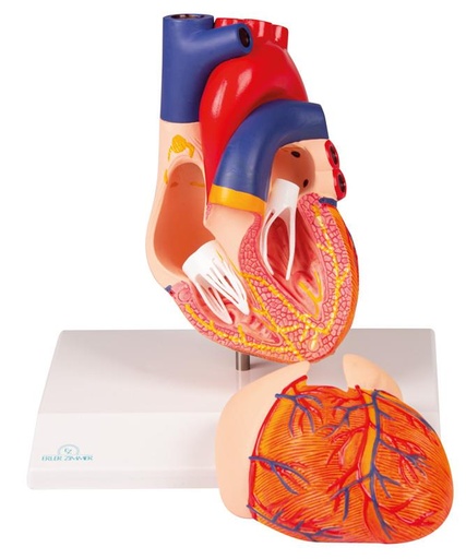 [24580-01] ERLERZIMMER Heart Model, 2-part with Conduction System