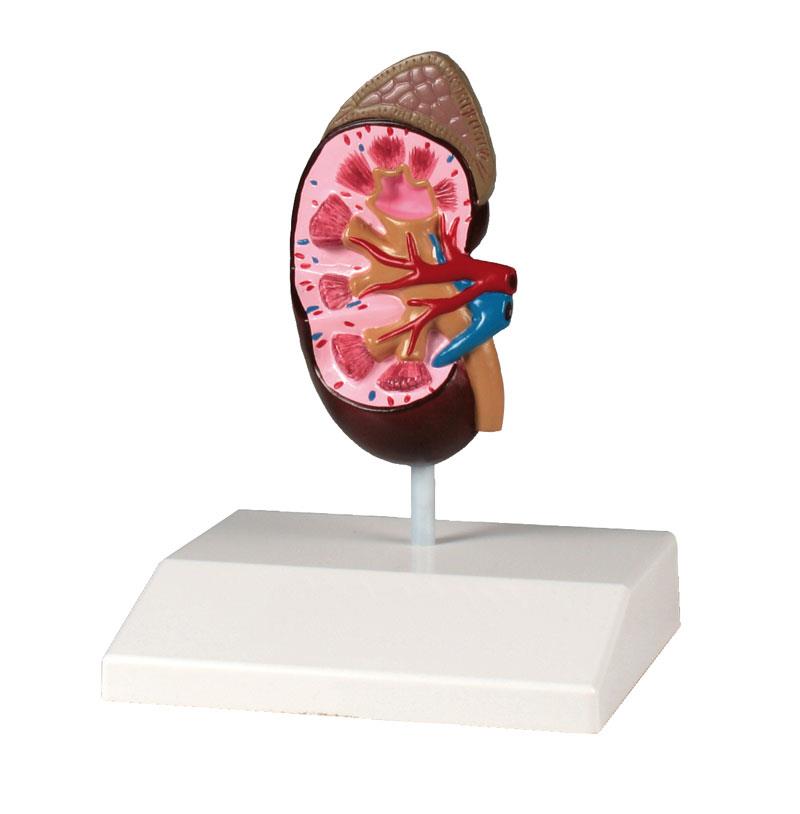 ERLERZIMMER Kidney Model, natural size, Anatomy
