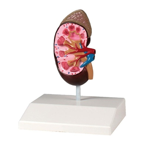 [24586-01] ERLERZIMMER Nierenmodell, natürliche Größe, Anatomy