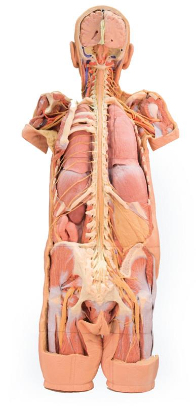 ERLERZIMMER Specimen of the Nervous System (posterior view)
