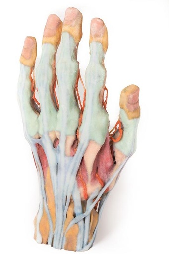 [24591-01] ERLERZIMMER Hand